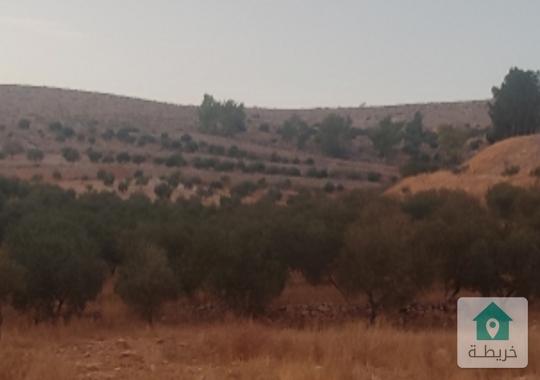 ارض كبيرة تصلح للاستثمار للبيع في صروت الزرقاء 