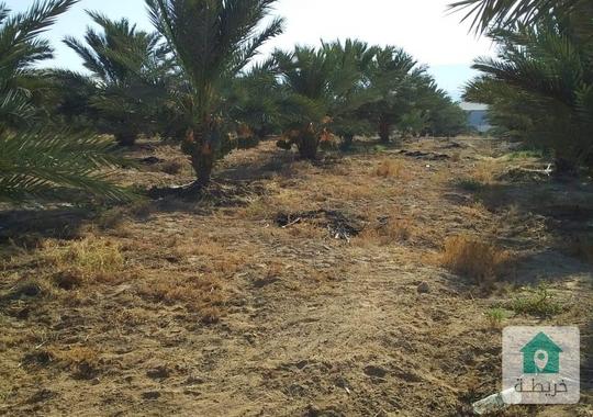 مزرعة نخيل 70 دونم تمتلك بركة تجميع مياه و بئران ارتوازيين في افضل مناطق الرامة قريبة على البحر المي
