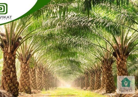 ارض زراعية للبيع في غور الرامة  البحر الميت مساحتها 38دونم مع بئر ماء مرخص تصلح لزراعة النخيل