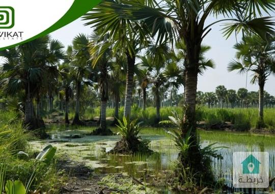 ارض زراعية للبيع في غور الرامة  البحر الميت مساحتها 31دونم مع بئر ماء مرخص تصلح لزراعة النخيل 