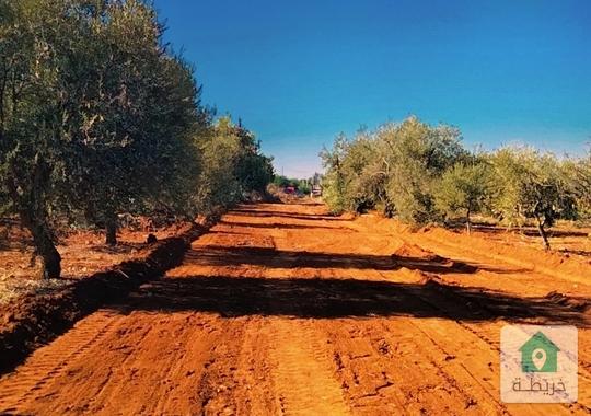 مزرعة زيتون مميزة في ناعور منطقة العال 