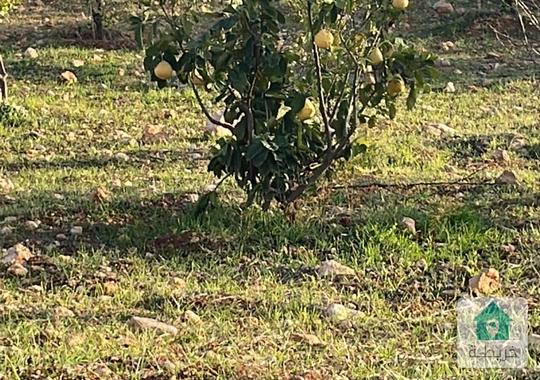 مزرعه للبيع  ع مطل في جرش من مالك مباشر