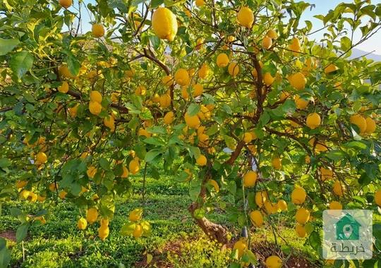 قطعة ارض مع بيت وشجر ليمون مثمر وغيرها