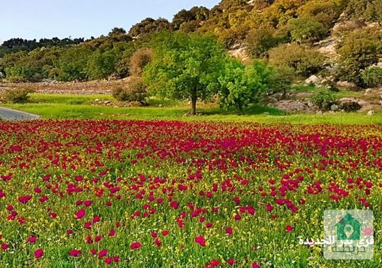 ارض مميزة بسعر مغري ابو النعير للبيع 