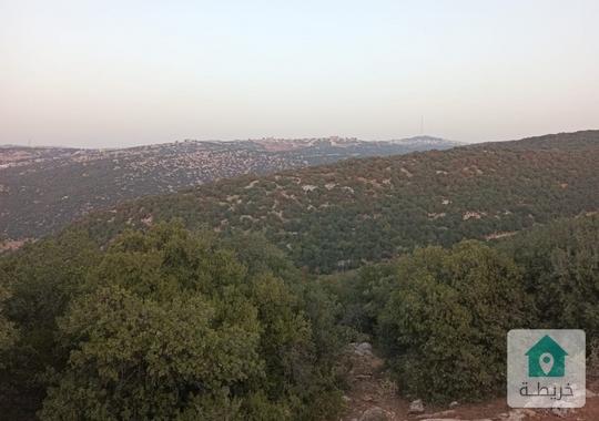 ارض للبيع في عجلون  عرجان ارض حرجيه 